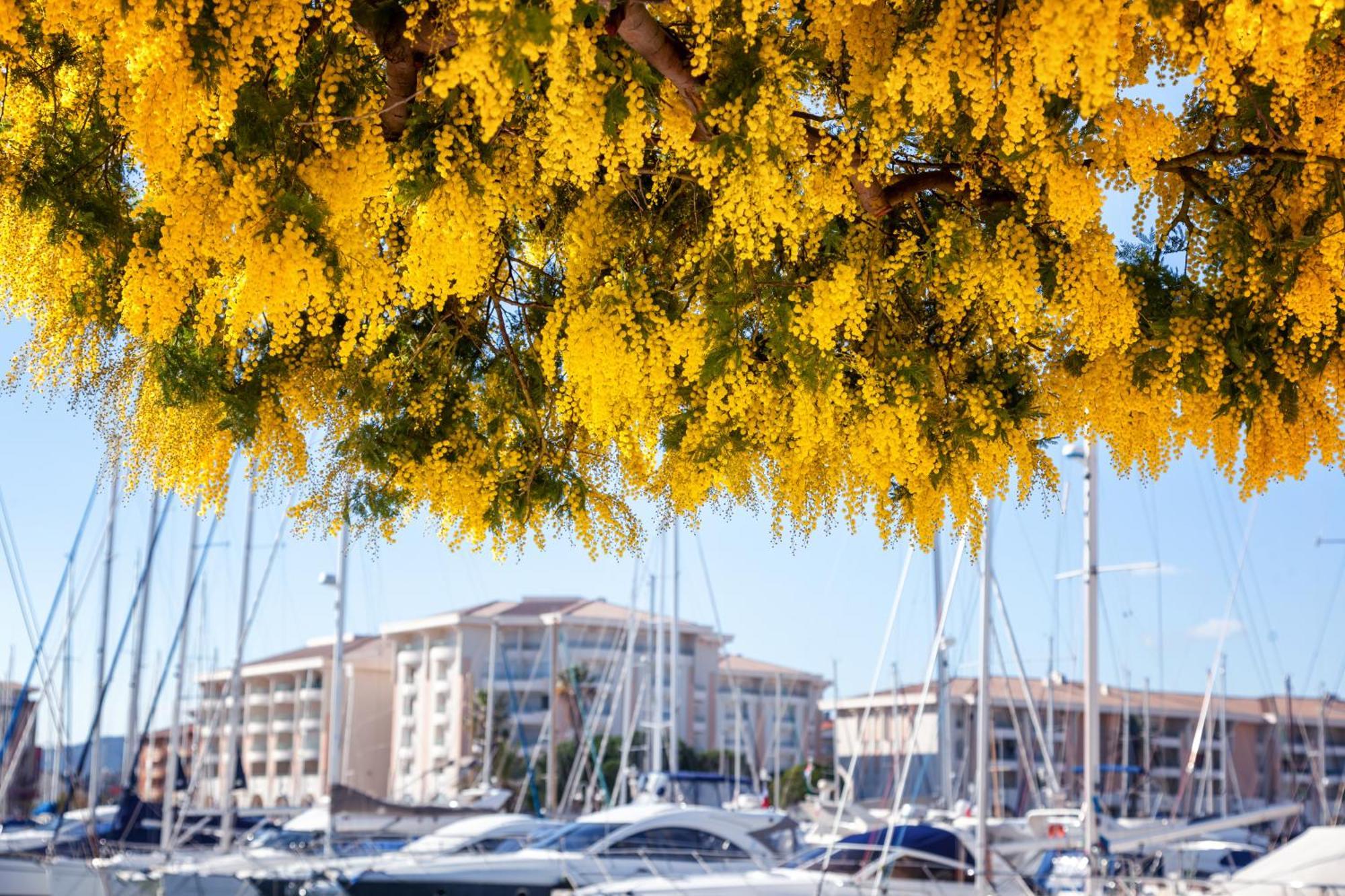 Superbe T2 4 Etoiles Climatise Faviere Refait A Neuf Apartment Bormes-les-Mimosas Bagian luar foto